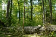 In einem Mischwald liegt ein großer Baum als Totholz am Boden