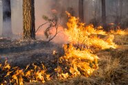 Feuer auf Waldboden