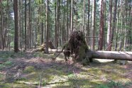 Durch Sturm umgeworfene und mit Wurzelteller oben liegende Fichte