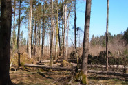 Lichter Wald, mit umgefallenen Bäumen