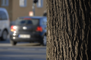 Baumstamm im Vordergrund, verschwommen im Hintergrund sind Autos.