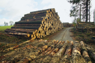 Holzpolder am Wegesrand