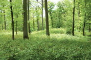 Flächiger Eichen-Naturverjüngungskegel mit beigemischter Hainbuche und Rotbuche unter lockerem Eichen-Laubholz-Altbestand