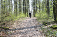 Wald mit Spaziergänger