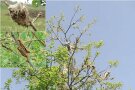 Raupen in Gespinsten an einem Baum