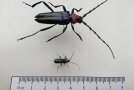 Zwei längliche schwarze Käfer mit rotem Halsschild und langen Fühlern. Einer sehr groß, der andere klein.