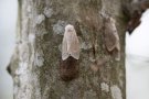 Grau-braun-weiße Schmetterlinge sitzen an einem Baum.