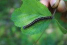 Schwarz blaue Raupe auf einem grünem Blatt.