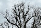 Unbelaubte Krone eines Laubbaums vor grauem Himmel