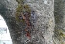 Rinde mit Ausbohrlöchern und einzelnen Holz-Spänen