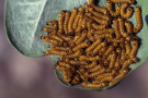 Larvenhaufen auf einem Blatt.