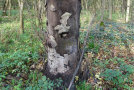 Baum mit abgeplatzter Rinde im unteren Stammbereich steht im Laubwaldbestand.