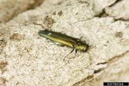 Gold-grüner länglicher Käfer sitzt an einem Baum.