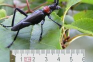 Länglicher schwarzer Käfer mit rotem Halsschild und langen Fühlern auf einem Blatt mit 6 cm Maßstab