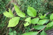 Ulmenzweig mit zickzackförmig angefressenen Blättern