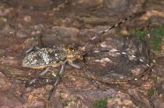 Brauner Käfer mit gestreiften Fühlern auf einer Kiefernrinde