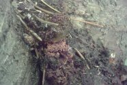 Baumrinde mit Fraßspuren und kleinen braunen Krümeln