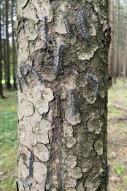 Raupen des Flechtenbärs an einer Fichte