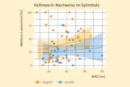 Halimasch-Nachweis im Splintholz auf Versuchsfläche