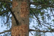 Fichtenstamm mit abgeschlagenen Rindenbereichen, wo das blanke Holz sichtbar ist