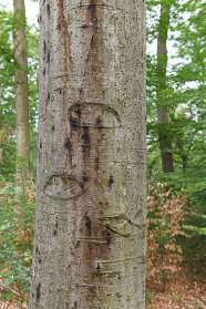 Starker Laubbaum mit Wunden an der Rinde, aus dem schwärzliches Sekret herausläuft.