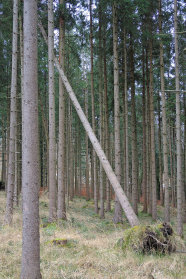 Alte Fichte liegt schief nach einem Sturm an den Nachbarbäumen. 