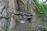Ein großer schwarzer Pilz an einem Stamm eines Baumes mit stark strukturierter Rinde