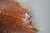 Nordischer Fichtenborkenkäfer (Ips duplicatus)