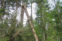 in der Mitte abgebrochene, stehende Fichte in einem Wald