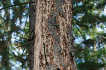 Baum mit abfallender Rinde