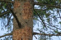 Fichtenstamm mit abgeschlagenen Rindenbereichen, wo das blanke Holz sichtbar ist