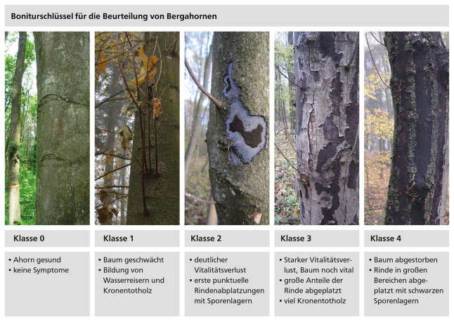 Diagramm mit fünf nebeneinander stehenden Bildern von Klasse 0 bis Klasse 4 zu Schäden an Bergahorn.