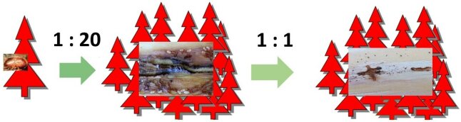 Grafik zeigt die Entwicklung der Geschwisterbrut des Borkenkäfers