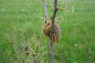 Gespinst und Schmetterlingsraupen an einem kleinen Baum.