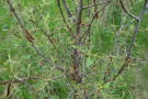 Viele Schmetterlingsraupen an einem kleinen Baum.