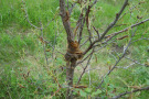 Viele Schmetterlingsraupen an einem kleinen Baum.