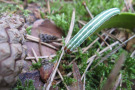 Grün-weiße Raupe auf Kiefernzweig.