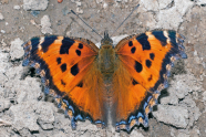 Schmetterling