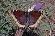 Schmetterling