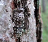 Schmetterlingspuppe in einer Rindenvertiefung