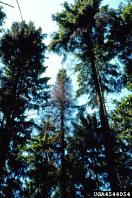 Dürre Fichte nach Borkenkäferbefall.