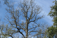 Kahle Eiche gegen den blauen Himmel