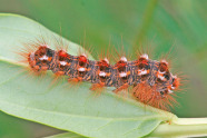 Rot-orange Raupe mit langen Haaren