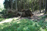 Umgefallener Baum mit Wurzelteller