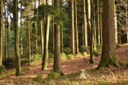 Mischwald aus Buche und Fichte, in den die Sonne scheint.