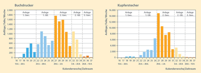 Zwei Balkendiagramme:Anflüge von Buchdrucker und Kupferstecher pro Falle und Woche zwischen Mitte April und Mitte September. Die Kalenderwochen 27 bis 30 zeigen eine stark erhöhte Menge. 