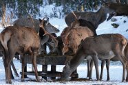 Rotwild im Wintergatter bei der Fütterung