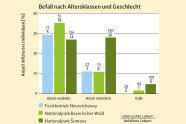 Balkendiagramm Befall nach Altersklassen und Geschlecht ausgewiesen