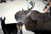 Ein Hirsch im Profil bei der Fütterung im Wintergatter