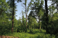 Wald mit hohen, alten sowie jungen Bäumen